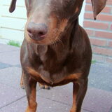 Prinsesje