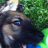 Zoë als pup, spelen is haar favo bezigheid!