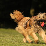 Foto van team Shadow