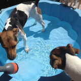 Mike, Noa en Joey