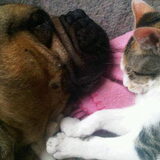 Als kat en hond! Bjoek en Alioli beste vrienden!