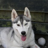 onze lieve Koda