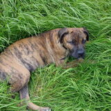 Dit is Tosca