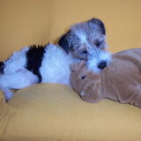 lief he, zo sliep ze als pup in