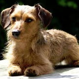 Indy 1 jaar