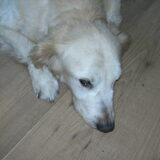 Sima, 25 juli
