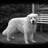 Ons Golden Retrievertje Gentle, overleden op 16 mei 2009....