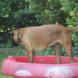 Foto van Ziva †, Bullie †, en Bandhu