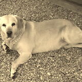 onze lieve jongen