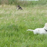 Lekker rennen...adhd hondje ;)