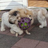 Spelen