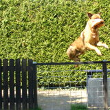 Dit hek is altijd bedoeld geweest om onze vorige hond in de tuin te…