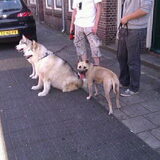 Wandelen met Ty en Nikita!