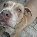 lieve axa, ze zit in het asiel in weelde en is nog opzoek naar een warm…