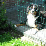 zoek zoek zoek (ik lig in de hoek!) Berner = Boris
