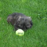 met de bal