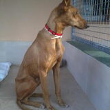 Paula de prachtige podenco