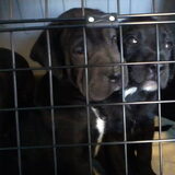 Achtergelaten shar pei puppy's bij de supermarkt