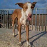 Typische en lieve podenco Pumpkin