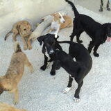 Pups in het puppyhuis