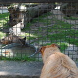 Fennah en Nigel - Olmense Zoo 29/07/2012