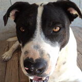 Staffy Lario