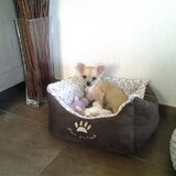 Dit is twinkle mijn eerste puppy...