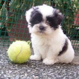 Fleurtje als pup