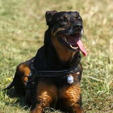Knappe hond!