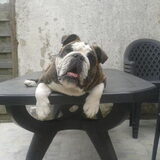 Note : bulldogs kunnen niet springen :p