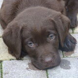 Venz als puppy