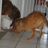 koekjesbal