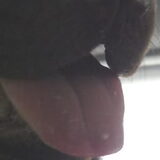 heb ik geen lange tong!! Kan er heeeeel goed mee hijgen!!