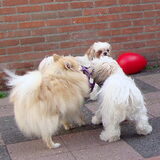 Spelen