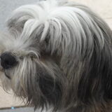 onze bikkel den sjef! De middelste hond van bij pap. Hij is 4.