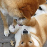 *facepaw*