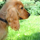 Fellow, onze Engelse cocker spaniel