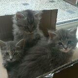 Wolfje (vooraan), Eternity (midden) & Puma (achter)