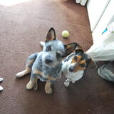benchy (austrailian cattle dog) al een heel stuk gegroeit