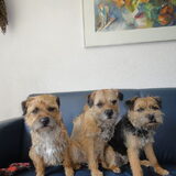 Onze 3 schatten.