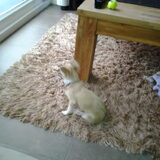 Foto van Twinkle & Pebbles