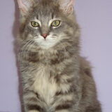 Wolf 12 weken en 1975 gram