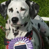 Jolie op het Europese kampioenschap flyball, vijfde plaats van honderd…