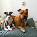 Foto van Buddha en Pip