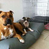 Foto van Buddha en Pip