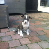 Foto van Buddha en Pip