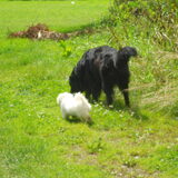 Foto van anja jordy ivan tim en ons hondje simba <3  <3