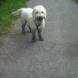 Foto van Gerda en Labradoodle Bowie