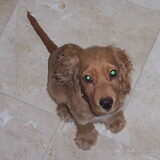 Milou als puppy.