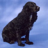 Bonnie (foto is gemaakt in 1992). Ze kwam bij ons in 1991 toen ze door…